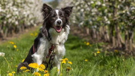 Tiere Suchen Ein Zuhause Vom April Alle Sendungen Tiere