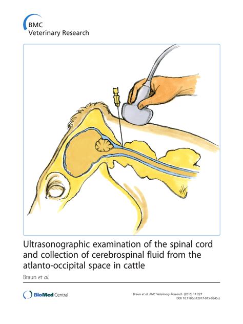 (PDF) Ultrasonographic Examination of the Spinal Cord and Collection of ...