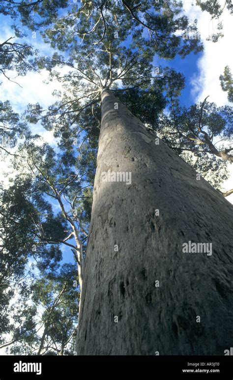 Karri Eucalypt Hi Res Stock Photography And Images Alamy