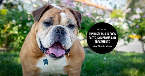 Dog Hip Dysplasia Treatment and Facts