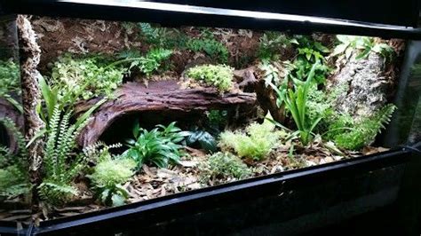 Pin by DERAME EDDY on TERRANIUM DE RÊVE Frog terrarium Snake