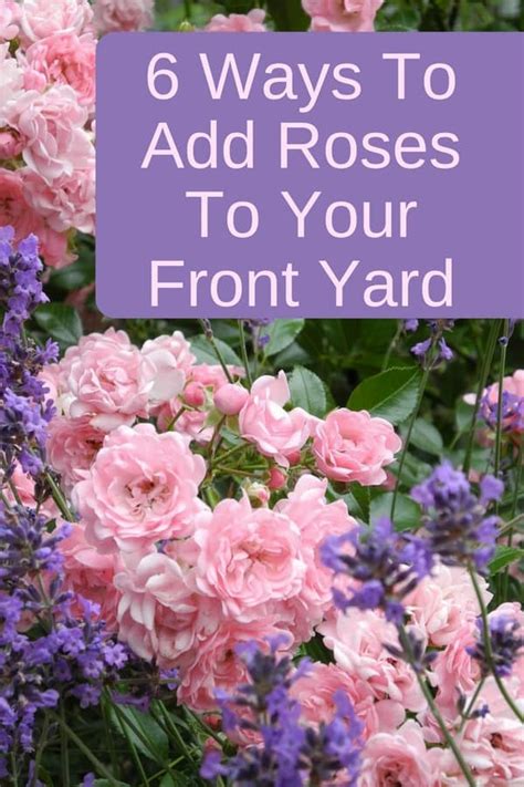 Rose Garden Ideas For Front Yard Landscaping