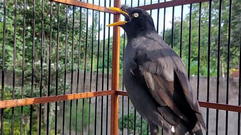 Burung Jalak Malas Bunyi Langsung Buka Suara Dengar Kicauan Jalak Kebo