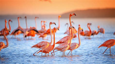 Bird Watching Egypt Bird Watching Tours