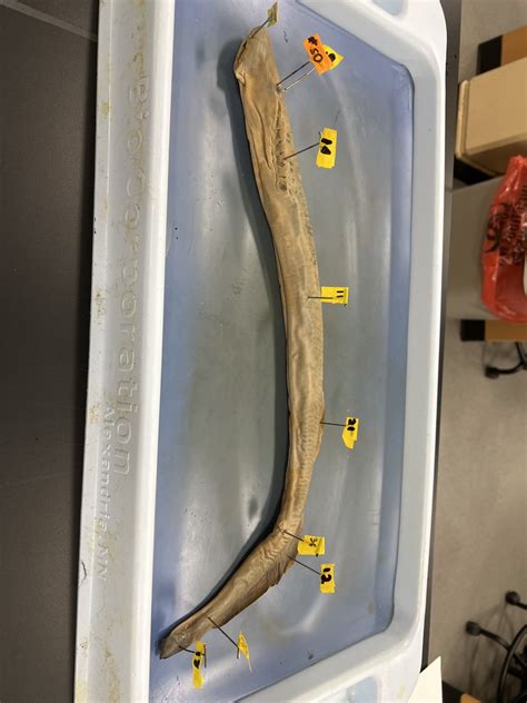 Lamprey Diagram Diagram Quizlet