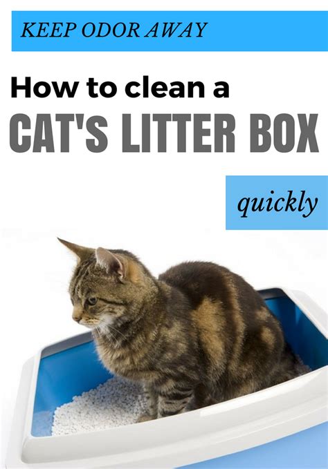 Keep Odor Away How To Clean A Cats Litter Box Quickly