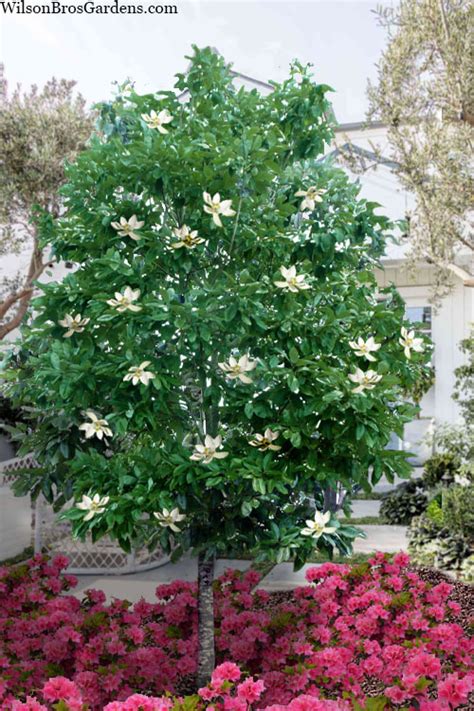 Buy Sweet Bay Magnolia Single Trunk Tree FREE SHIPPING Wilson