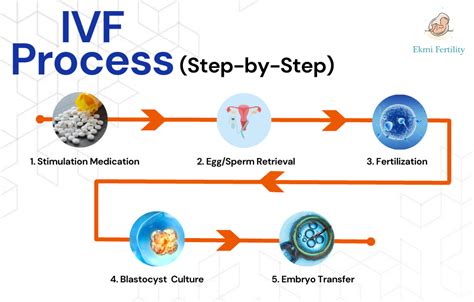 IVF Procedure and Fees