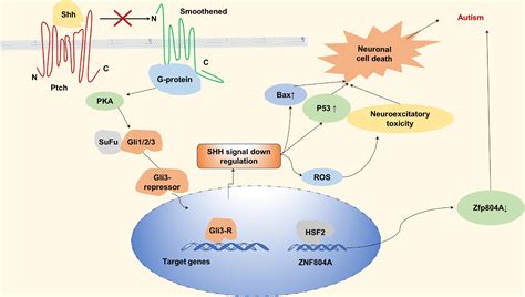 Frontiers Zinc Finger Proteins In Neuro Related Diseases Progression