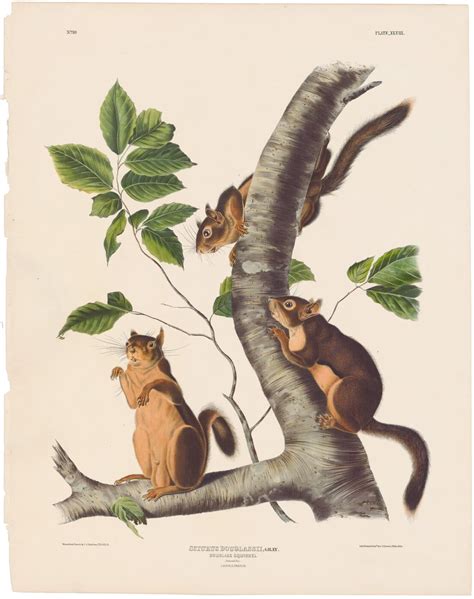 Audubon Bowen Ed Pl Douglass Squirrel Quadruped Imperial Bowen