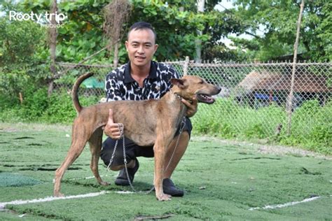 Phu Quoc Ridgeback: The Unique Vietnamese Dog Breed