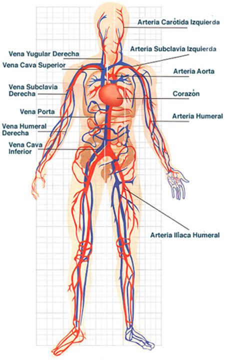 El Sistema Circulatorio O Aparato Circulatorio Tambi N Llamado