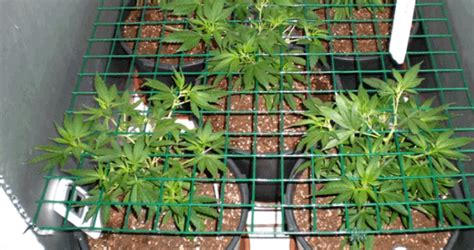 Best Soil for Weed Plants Inside: Indoor Soil Growing Guide