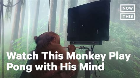 Monkey Plays Pong With Elon Musks Neuralink Co Youtube