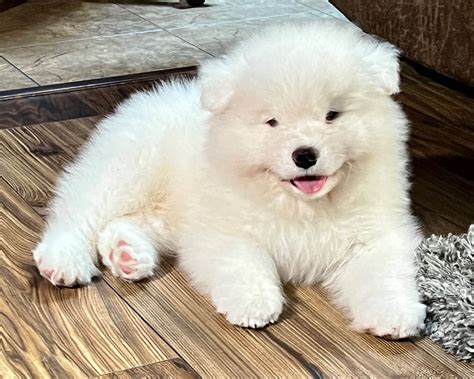 Samoyed Puppies For Sale