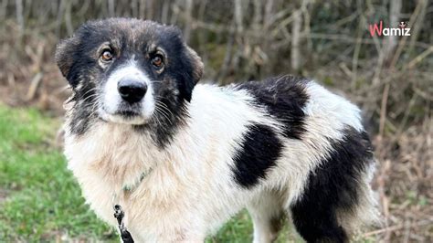 Sauv E D Une Fourri Re En Roumanie Cette Chienne Tr S Calme Aimerait