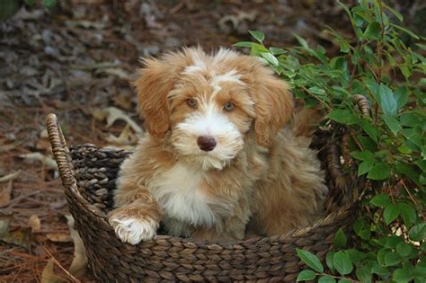 Schnoodle (Schnauzer-Poodle Mix) Info, Puppies, Temperament, Pictures ...