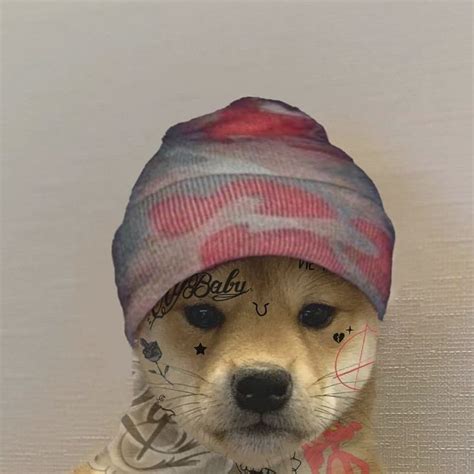 🐶ᴅᴏɢ ɪɴsɪᴅᴇ ᴛʜᴇ ɢᴀɴɢ🐶 On Instagram Dogwifhatgang Dogwifhat