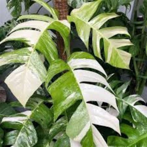 Jual Tanaman Hias Philodendron Epipremnum Pinnatum Varigata Epip