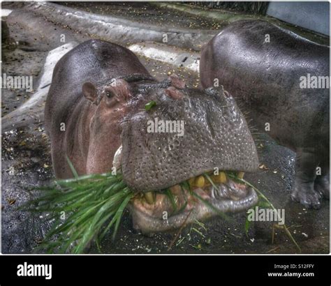 Hippo feeding hi-res stock photography and images - Alamy