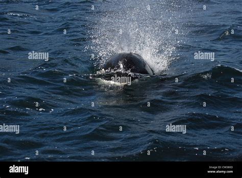 Killer Whale Seal Shetland Hi Res Stock Photography And Images Alamy