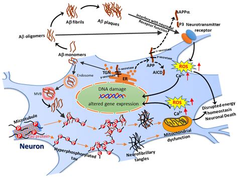 The Cartoon Diagram Demonstrates The Pathogenic Processes Of