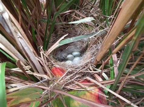 Domestic Canary (Serinus canaria domestica) Nest