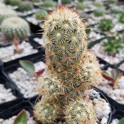 Mammillaria Elongata Pink Nymph Planet Desert