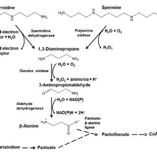 (PDF) The Synthesis and Role of β-Alanine in Plants