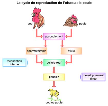 Le Cycle De Reproduction De La Poule Assistance Scolaire