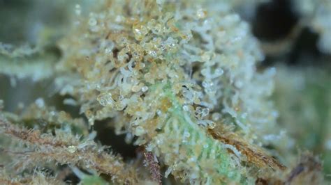 Test De La Blueberry Indoor Cbd Par J R Me Cibidee Cbdfam