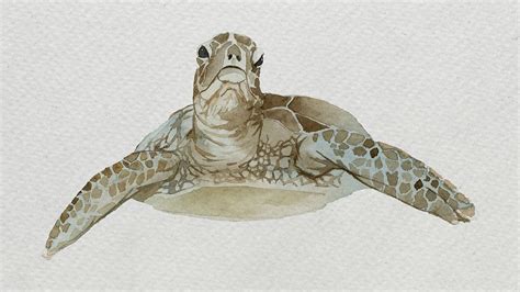 Watercolor Painted Sea Turtle On White Premium Psd Rawpixel