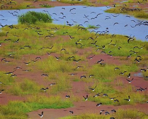 Gallery: Migratory birds in Australia - Australian Geographic