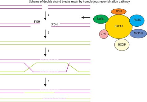 Figure 1 From Biological And Clinical Significance Of BRCA 2 Semantic