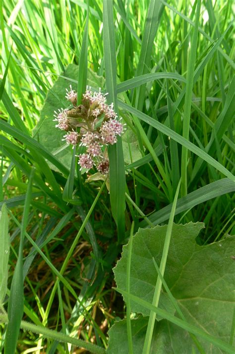 Gewöhnliche Pestwurz Petasites hybridus 1 Gewöhnliche Flickr