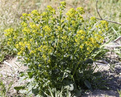 Wintercresses From 6 Miles SE Of Meeker Rio Blanco County CO USA On