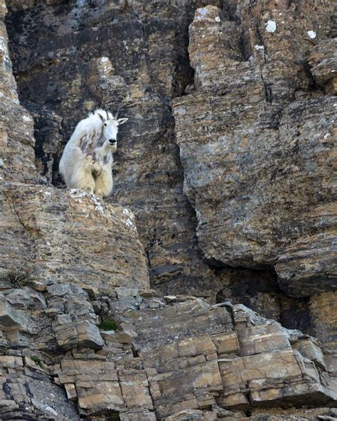 King Of The Hill Photograph By Whispering Peaks Photography Fine Art