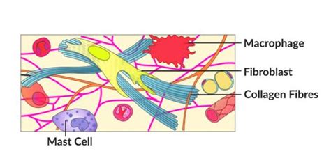 Areolar Connective Tissue Labeled Mast Cells