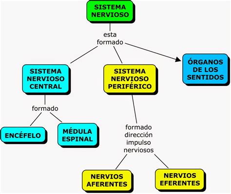 Mapa Conceptual Del Sistema Nervioso Central