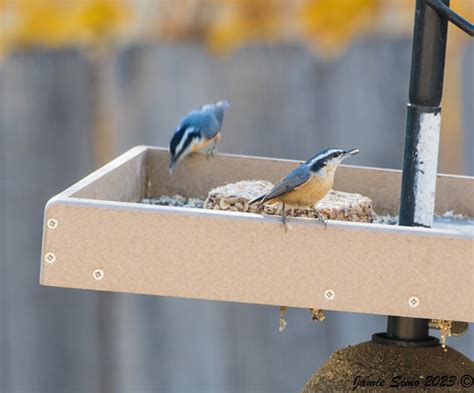 Red Breasted Nuthatch Pair Ironekilz Flickr