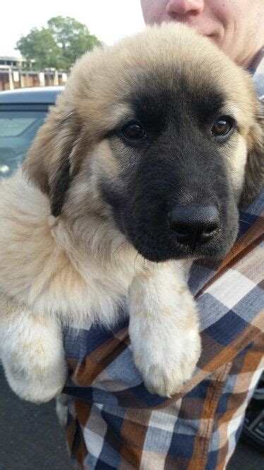 Tibetan Mastiffgerman Shepard Mix Kangal Dog Livestock Guardian Dog