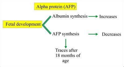 Alpha-fetoprotein - WikiLectures