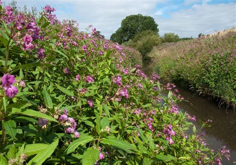 Natural Born Killers Biocontrol Of Invasive Non Native Plants In