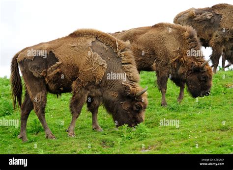 European Bison Highland Wildlife Park Kincraig Kingussie Scotland