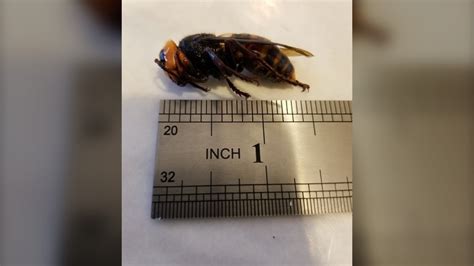 Washington officials trap male Asian giant hornet | CTV News