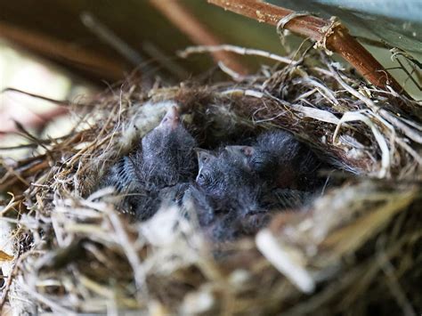 Linnet Bird Facts (Linaria cannabina) | Bird Fact