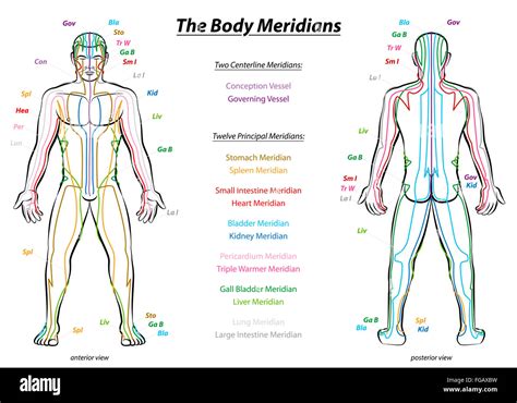 Meridian System Chart Male Body With Principal And Centerline