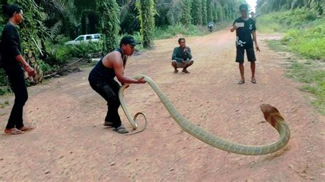 VIRAL SOSOK KING COBRA GOLDEN RAKSASA KALIMANTAN ULAR KING