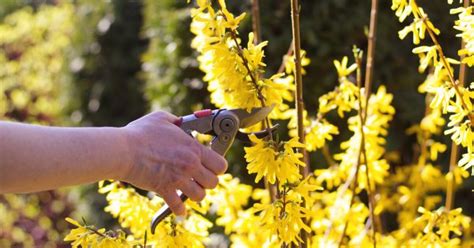 Attention Ne Taillez Surtout Pas Ces Plantes Au Printemps