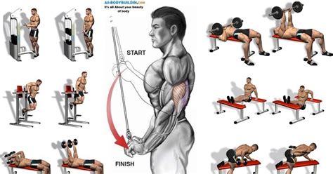 Building Massive Triceps A Call To Arms Bodydulding